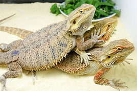 EXOTICA Reptilienbörse diesen Sonntag mit Sachkundeschulung Reptilien - BILD