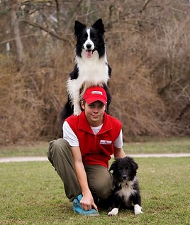 Internationale Rassehundeausstellung in Wieselburg / Messegelände - BILD