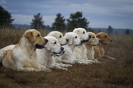 Erinnerung: Internationale Rassehundeausstellung am 6.& 7. April 2013 in Wieselburg / Messegelände - BILD