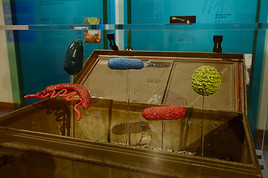 PK zur Ausstellung 'MenschMikrobe' im Naturhistorischen Museum Wien - BILD