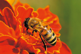 Für Allergiker kann bereits ein Bienenstich lebensbedrohlich sein