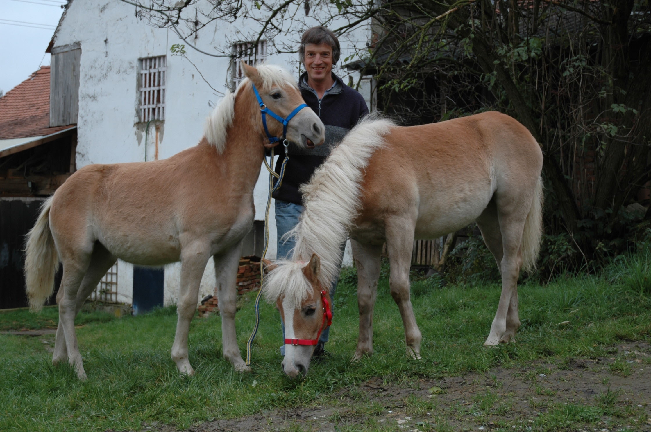 Fohlen Geboren Um Zu Sterben Wir Suchen Paten Und Gute Platze Animal Spirit 09 09 05