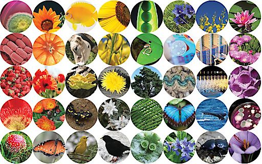 Bild: Der Internationale Tag der Artenvielfalt am NHM Wien: Wie ...