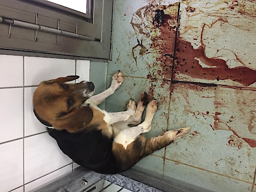 Bild Undercover in Deutschlands geheimsten, privaten Tierversuchslabor