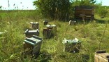 SPAR startet Programm zum Schutz der Bienen und der Biodiversität