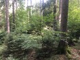 Naturverjüngter bewirtschafteter Mischwald