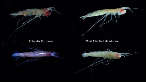 Bild Tiefseeforschung Mobile Flohkrebse in 3000 Metern unter dem