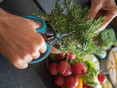 Rosmarin mit HerbCut schneiden