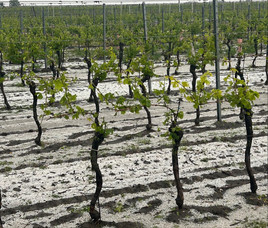 Erster schwerer Hagel 2024 verursacht Millionenschaden in der burgenländischen Landwirtschaft