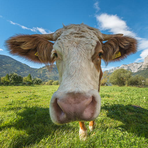 Safe alpine hikes: What to consider when encountering cattle